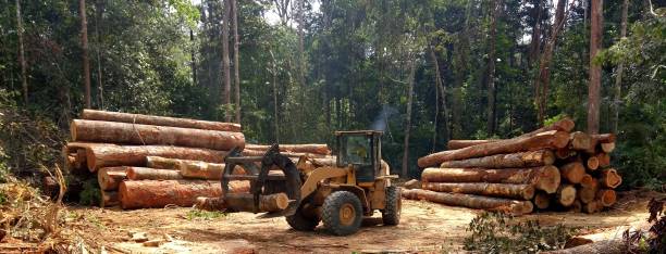 Seasonal Cleanup (Spring/Fall) in Kearney Park, MS